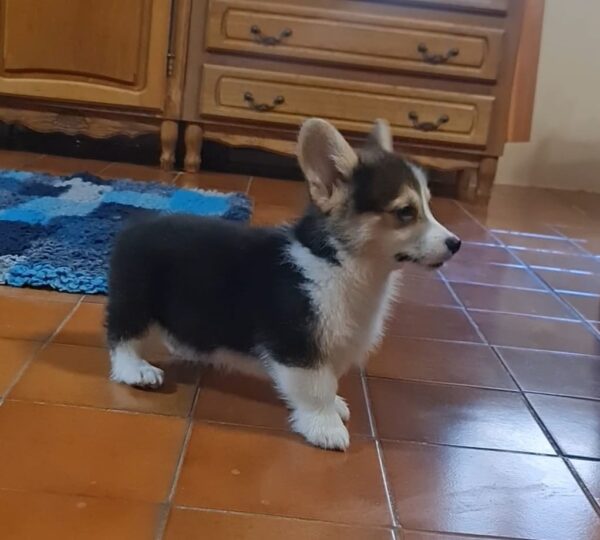 Odie Welsh Corgi Odie Welsh Corgi