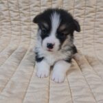 Odie-male-welsh-corgi-puppy-for-sale- (2)