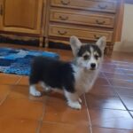 Odie-male-welsh-corgi-puppy-for-sale- (3)