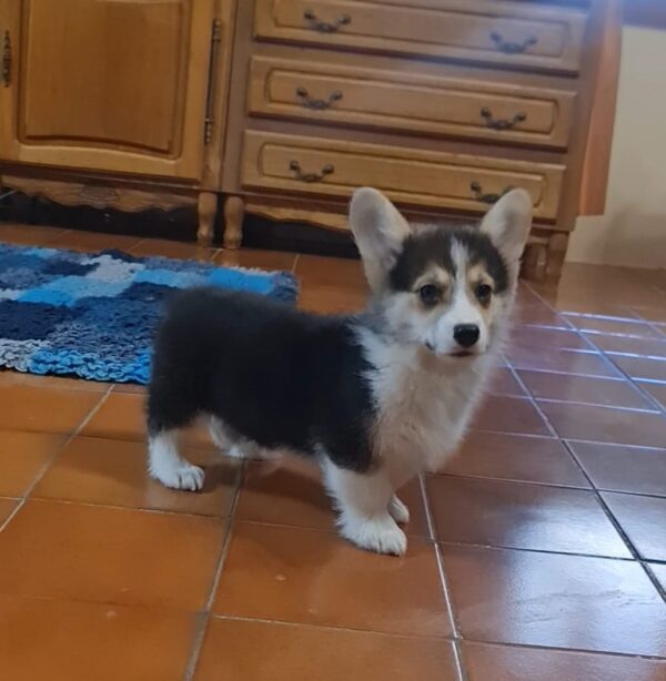 Odie Welsh Corgi Odie Welsh Corgi