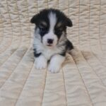 Odesi Welsh Corgi Odesi Welsh Corgi