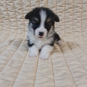 Odie Welsh Corgi
