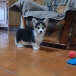 Odie-male-welsh-corgi-puppy-for-sale- (4)