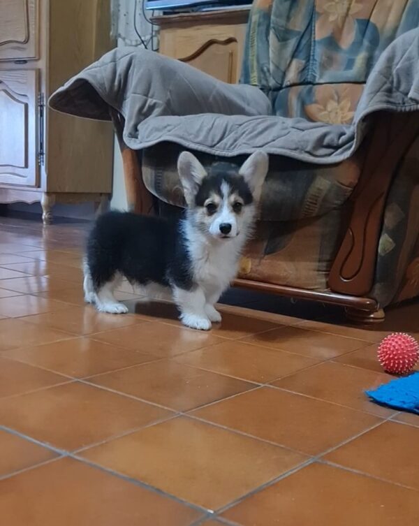 Odie Welsh Corgi Odie Welsh Corgi