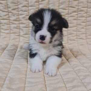 Odie Welsh Corgi