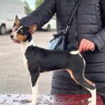 Ofira-female-Basenji-puppy-for-sale-1