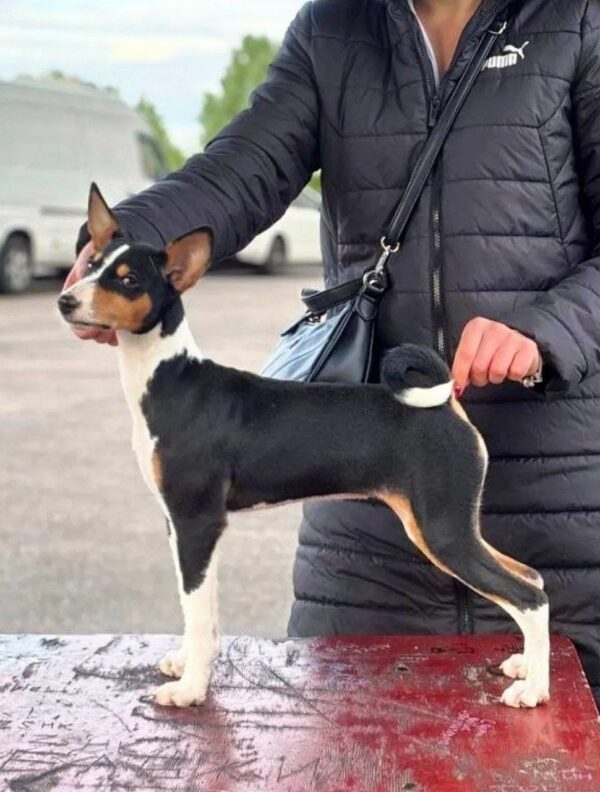 Ofira Basenji