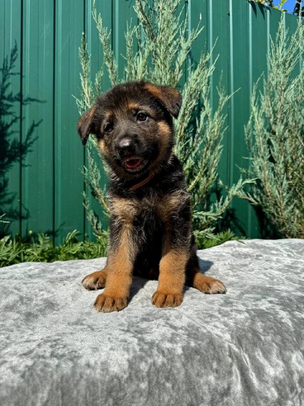 Olimp German Shepherd