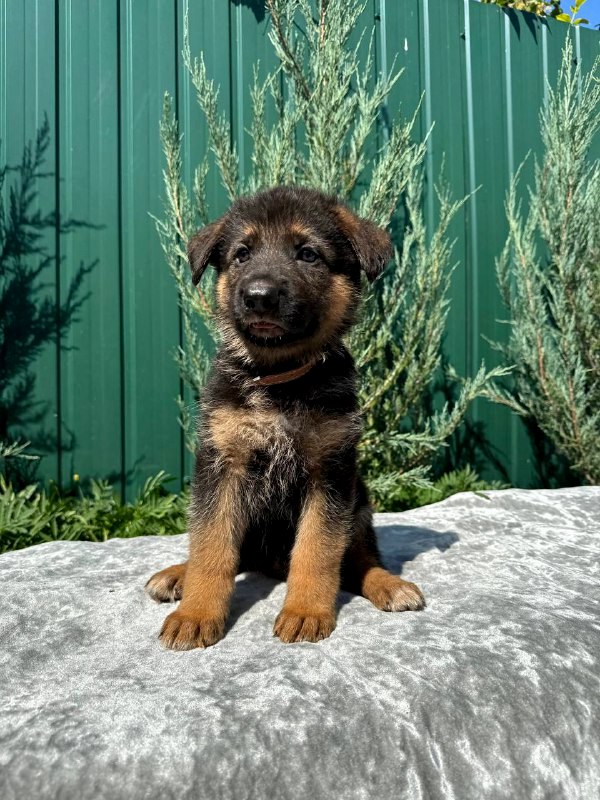 Olimp German Shepherd