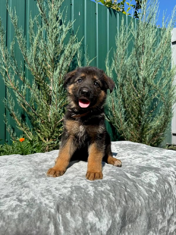 Olimp German Shepherd