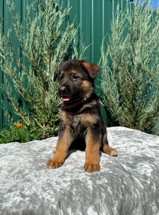 Olimp German Shepherd