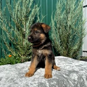 Olimp German Shepherd