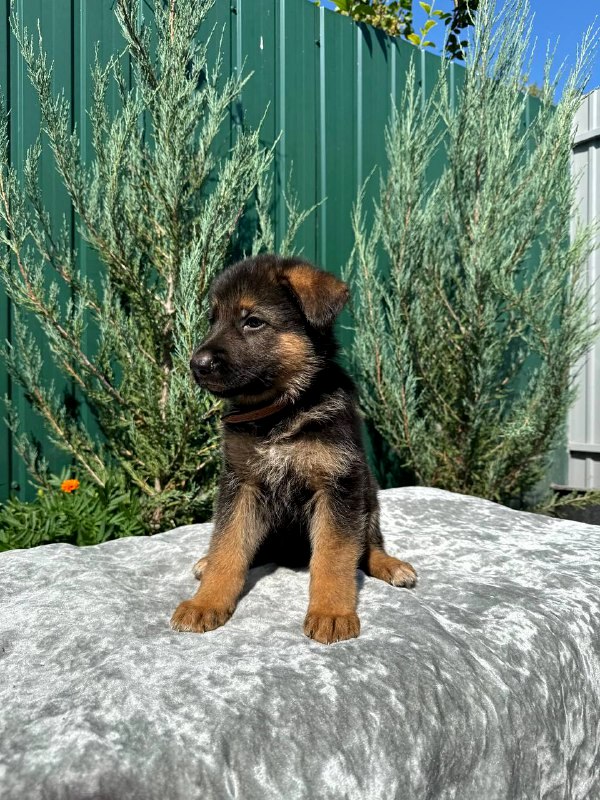 Olimp German Shepherd