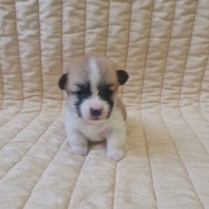 Olive Welsh Corgi
