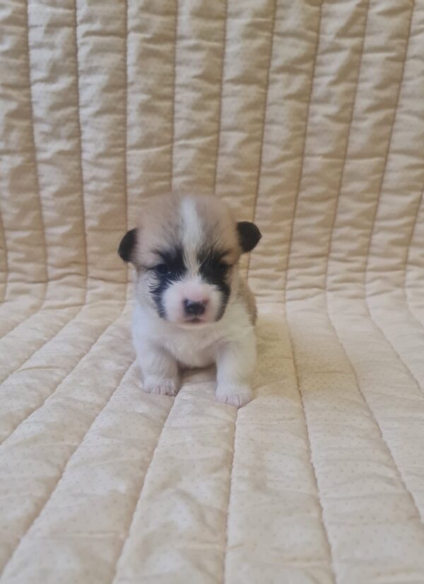 Olive Welsh Corgi