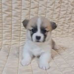 Olive-female-welsh-corgi-puppy-for-sale- (1)