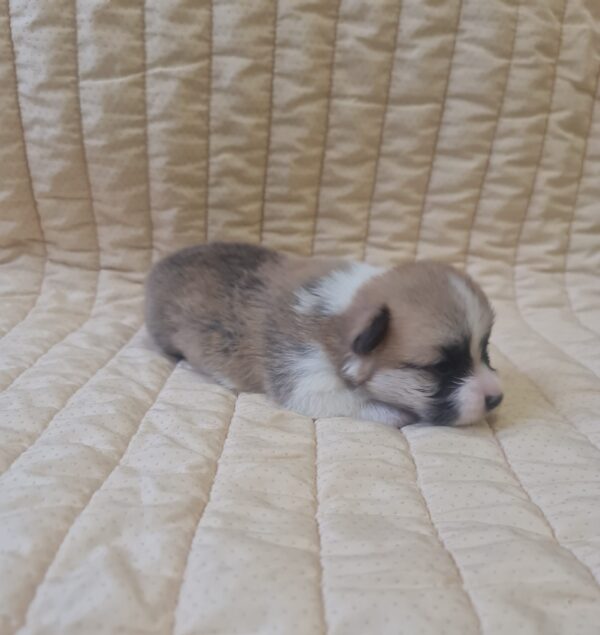 Olive Welsh Corgi