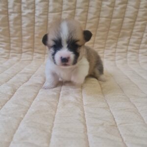 Olive Welsh Corgi
