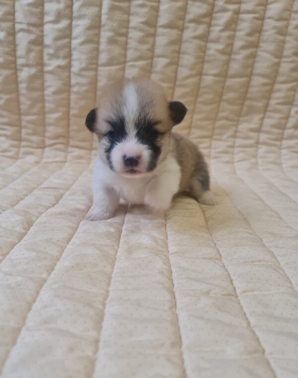 Olive Welsh Corgi