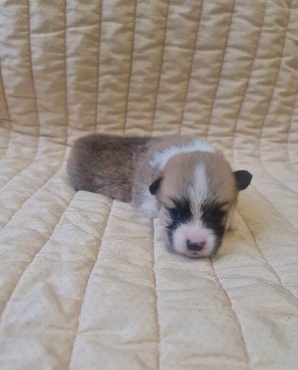 Olive Welsh Corgi