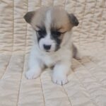Olive-female-welsh-corgi-puppy-for-sale- (2)