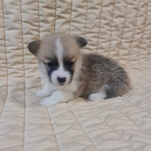 Olive Welsh Corgi