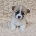 Oliver Welsh Corgi Oliver Welsh Corgi