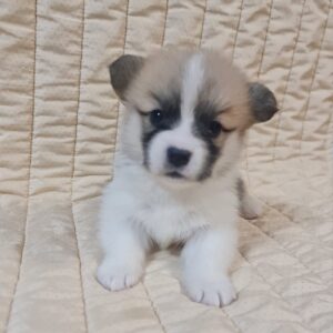 Olive Welsh Corgi
