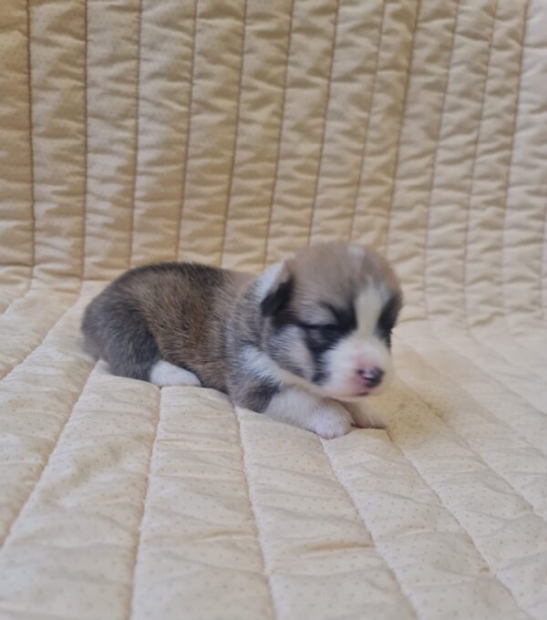 Oliver Welsh Corgi