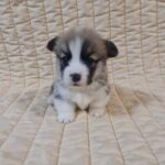 Oliver-male-welsh-corgi-puppy-for-sale- (1)
