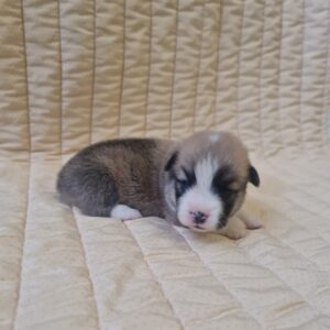 Oliver Welsh Corgi