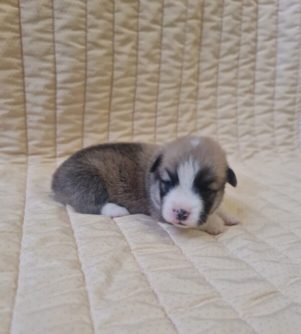 Oliver Welsh Corgi