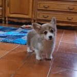 Oliver-male-welsh-corgi-puppy-for-sale- (1)