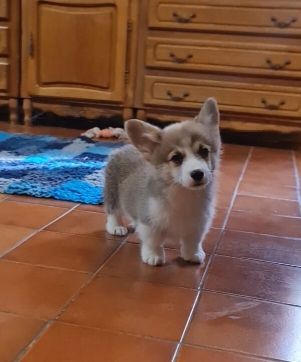 Oliver Welsh Corgi Oliver Welsh Corgi