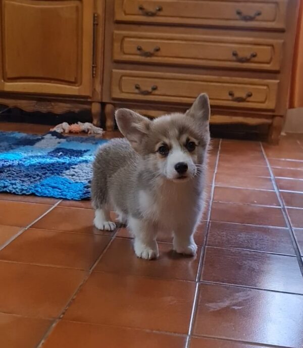 Oliver Welsh Corgi Oliver Welsh Corgi