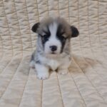 Oliver-male-welsh-corgi-puppy-for-sale- (2)