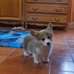 Oliver-male-welsh-corgi-puppy-for-sale- (3)