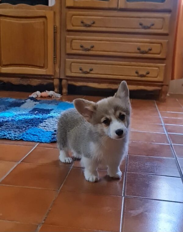 Oliver Welsh Corgi Oliver Welsh Corgi