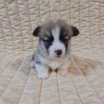 Oliver-male-welsh-corgi-puppy-for-sale- (3)