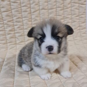 Oliver Welsh Corgi