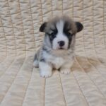 Oliver-male-welsh-corgi-puppy-for-sale- (5)