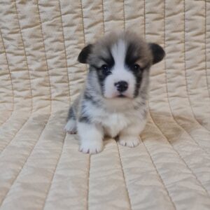 Oliver Welsh Corgi