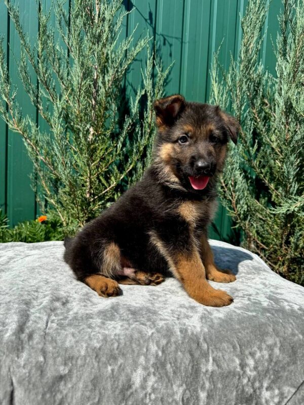 Olivia German Shepherd