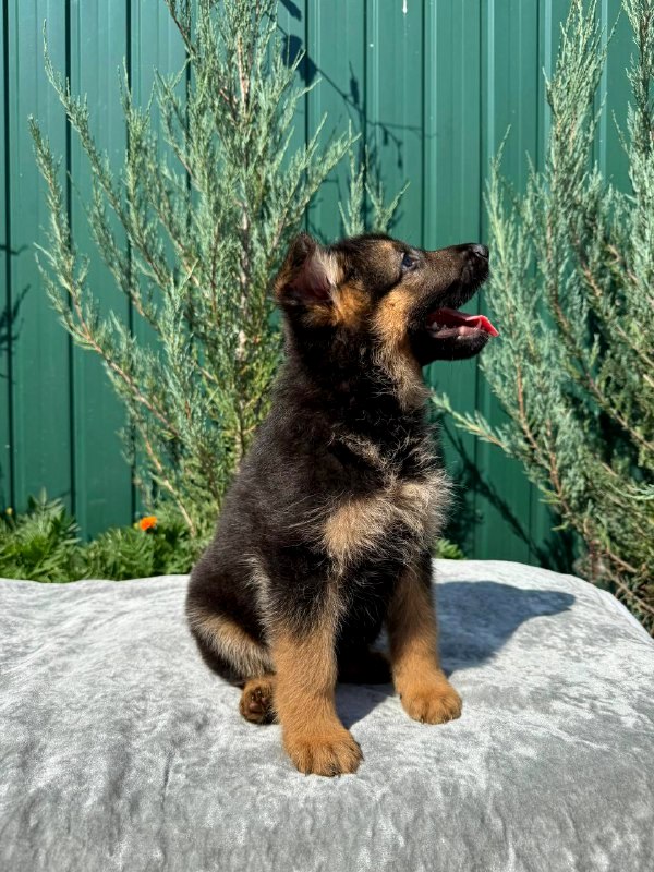 Olivia German Shepherd