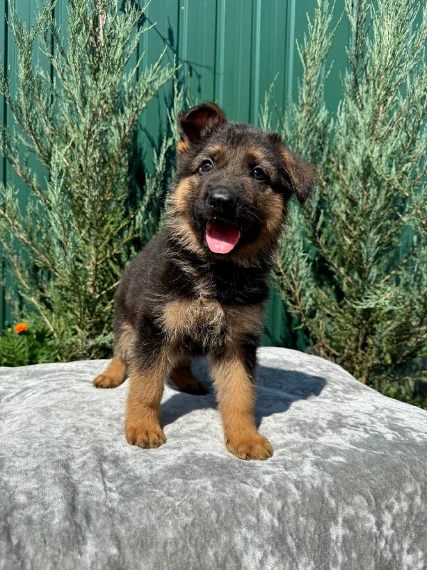 Olivia German Shepherd