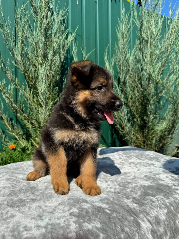 Olivia German Shepherd