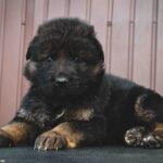 Omra-female-German-Shepherd-puppy-for-sale-1