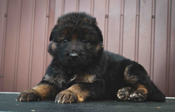Omra German Shepherd