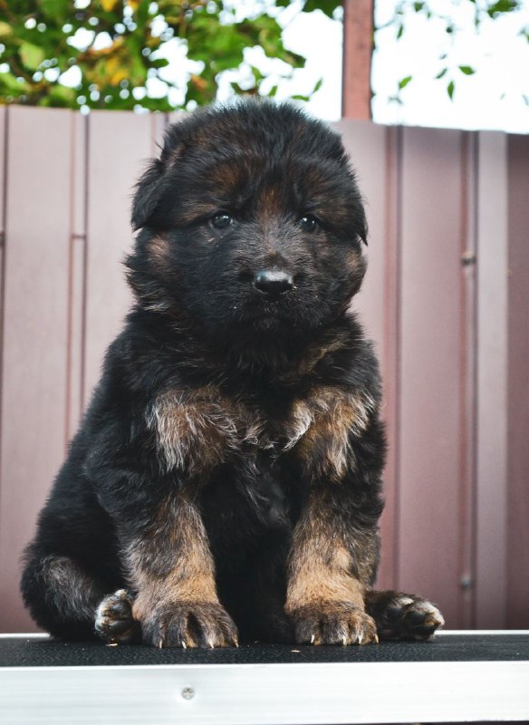 Omra German Shepherd