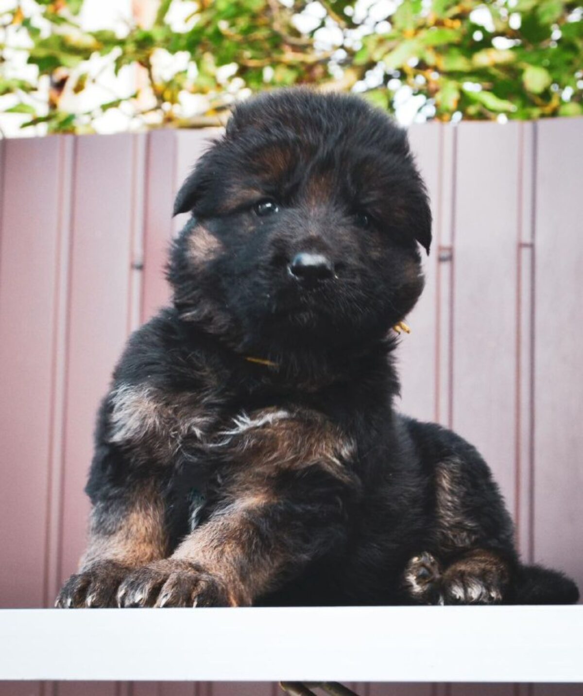 Long Coat Puppy Gsd Show Quality Double Coat Puppy German Shepherd